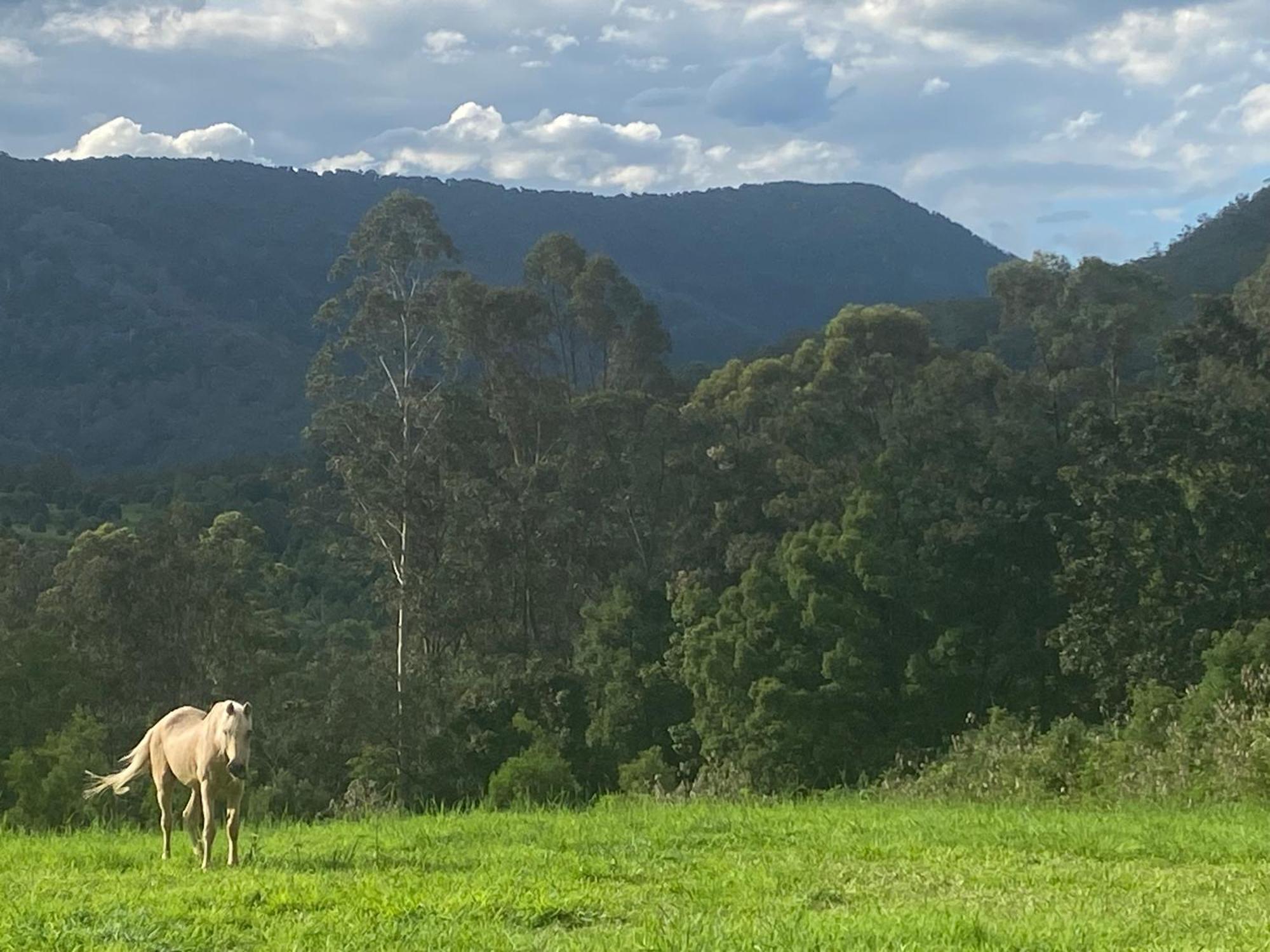 Nimbin Waterfall Retreat Экстерьер фото